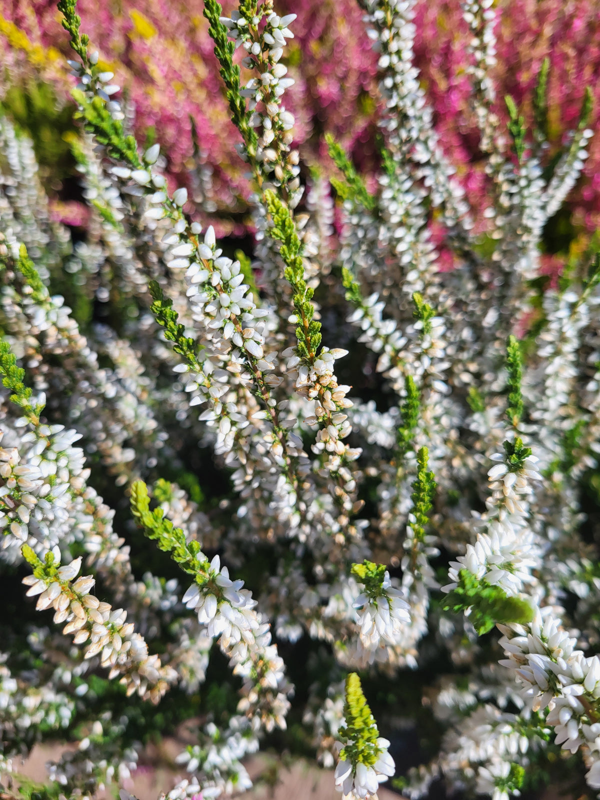 Calluna vulgaris 'Alicia'