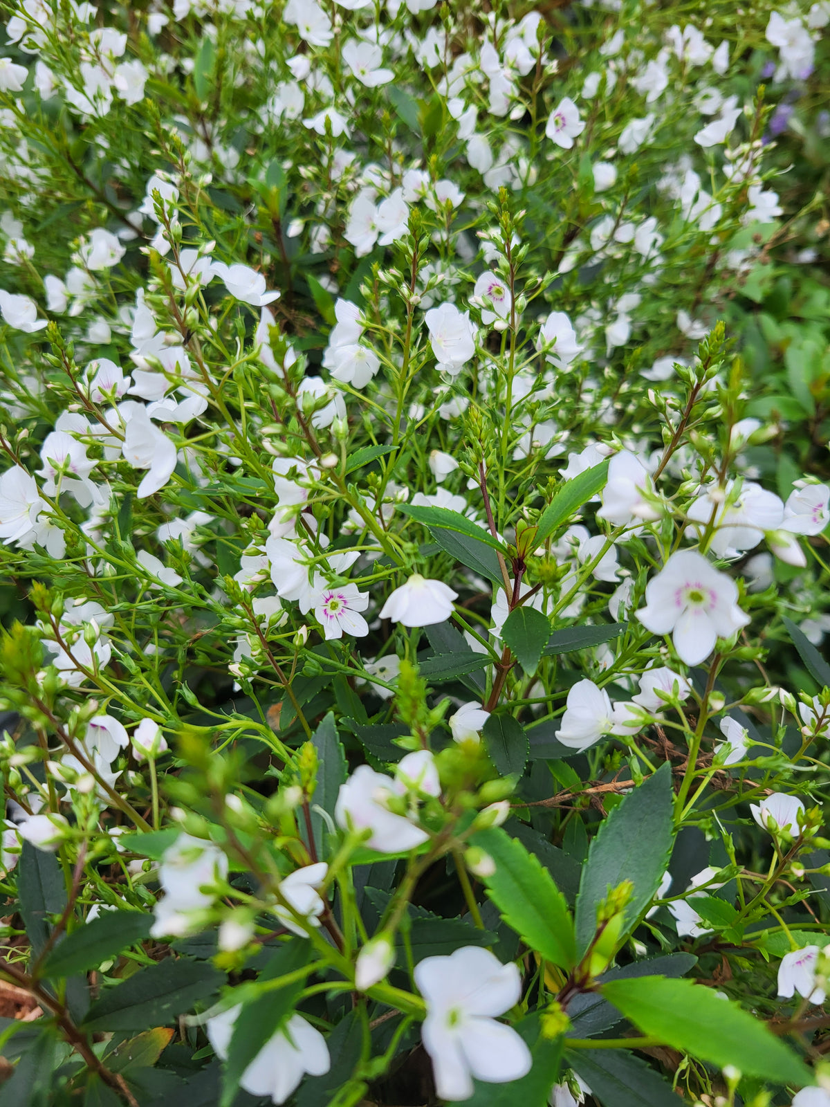 Parahebe catarractae 'Alba'