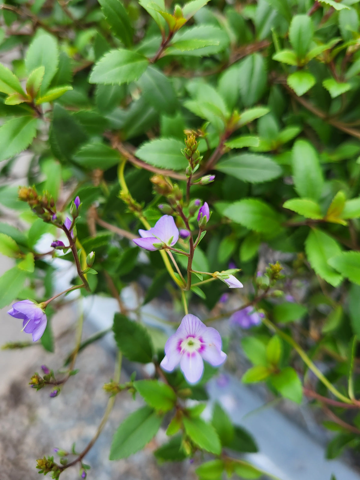 Parahebe catarractae 'Blue'