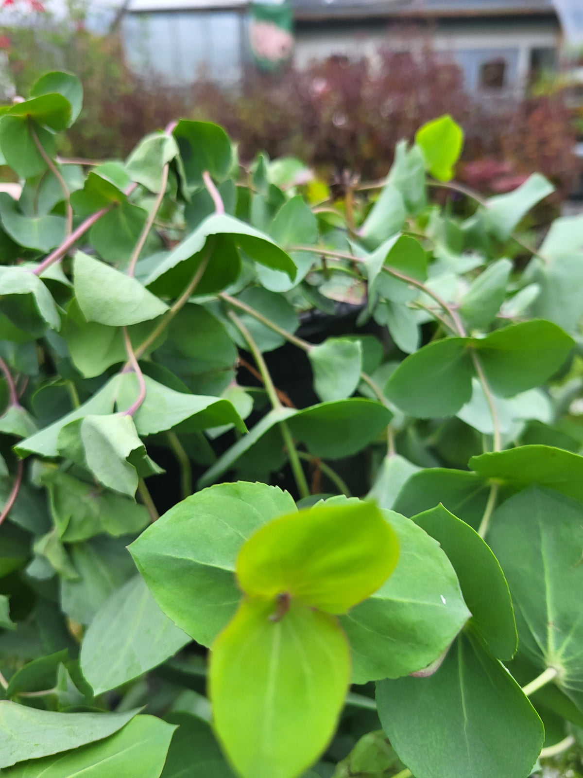 Parahebe perfoliata