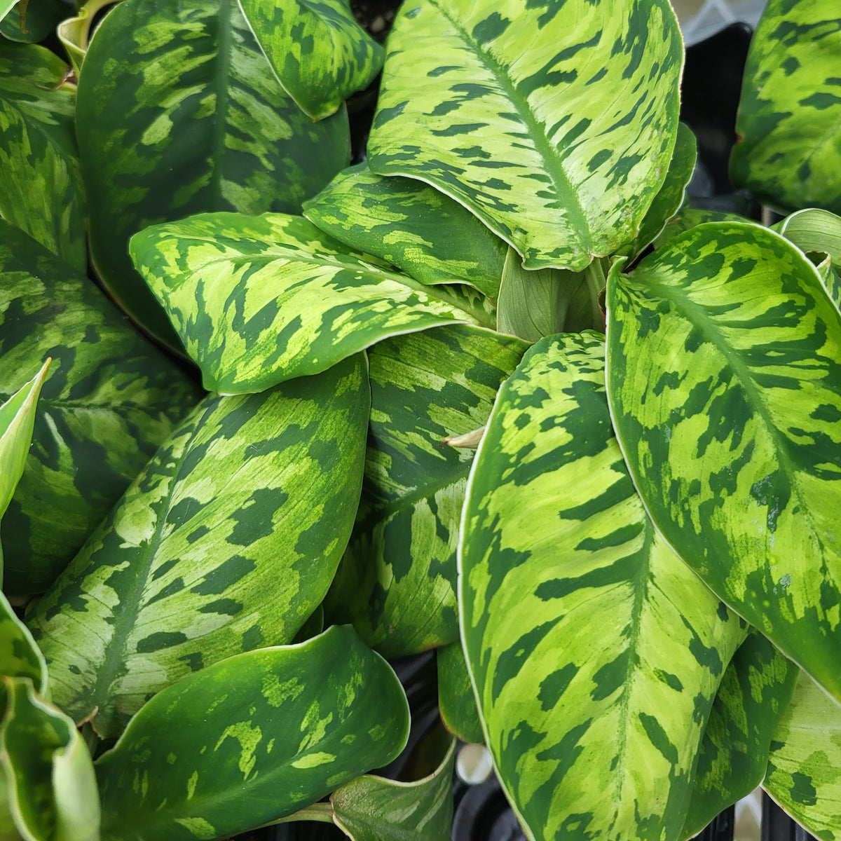 Homalomena 'Camouflage'