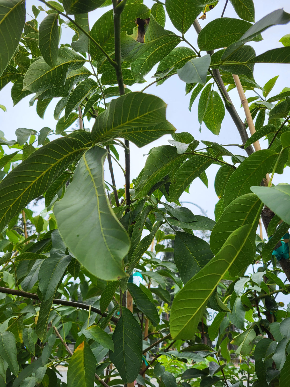 Juglans regia 'Franquette'