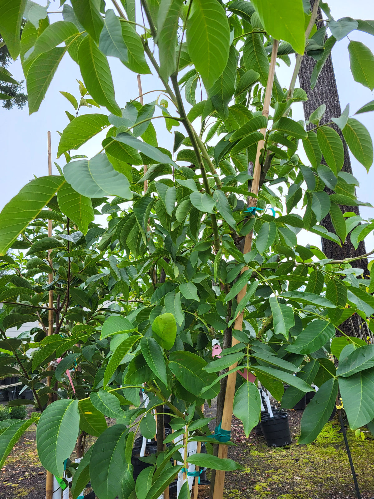 Juglans regia 'Ambassador'