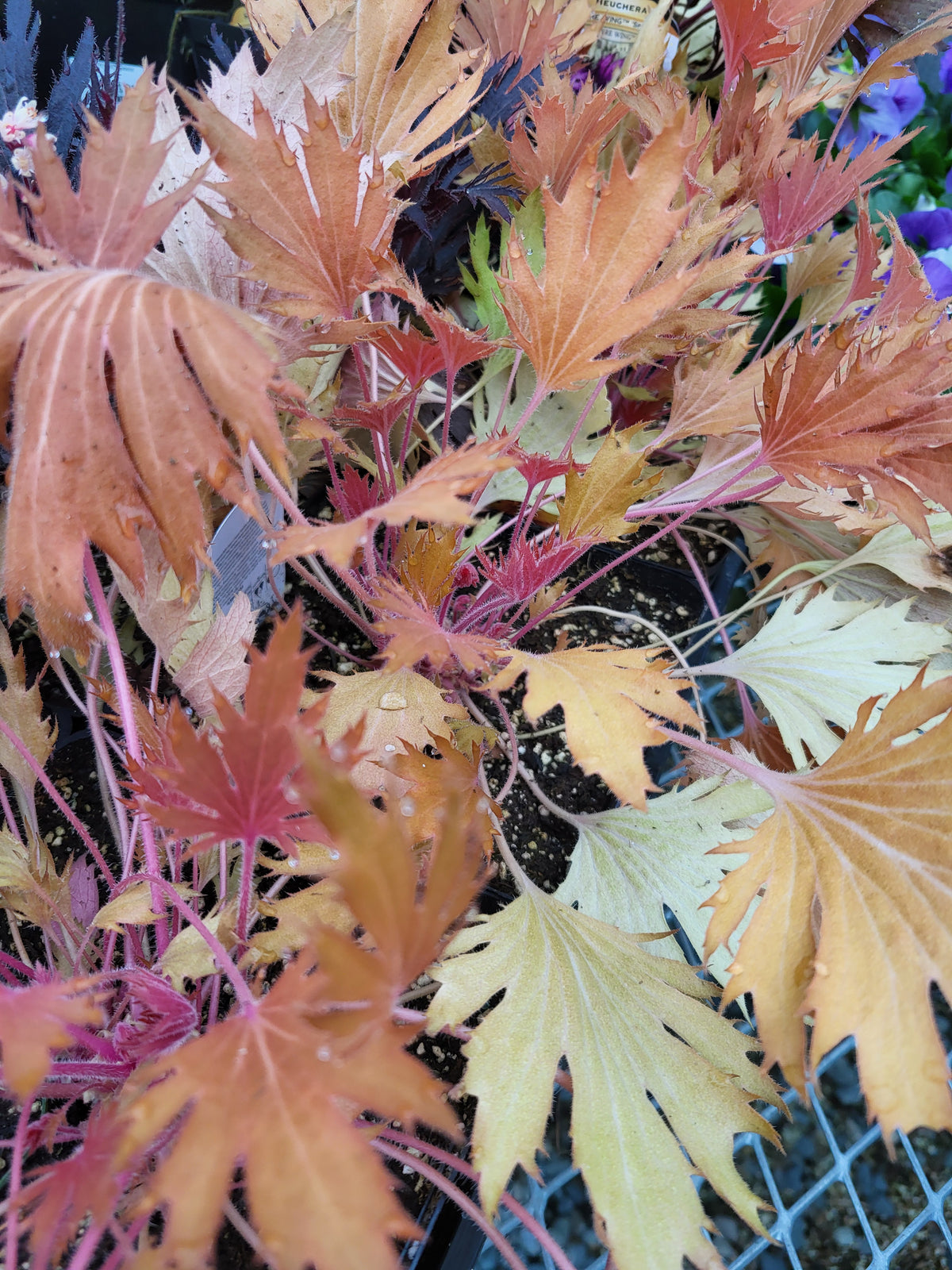 Heuchera FYRE WING™ ‘Amber’