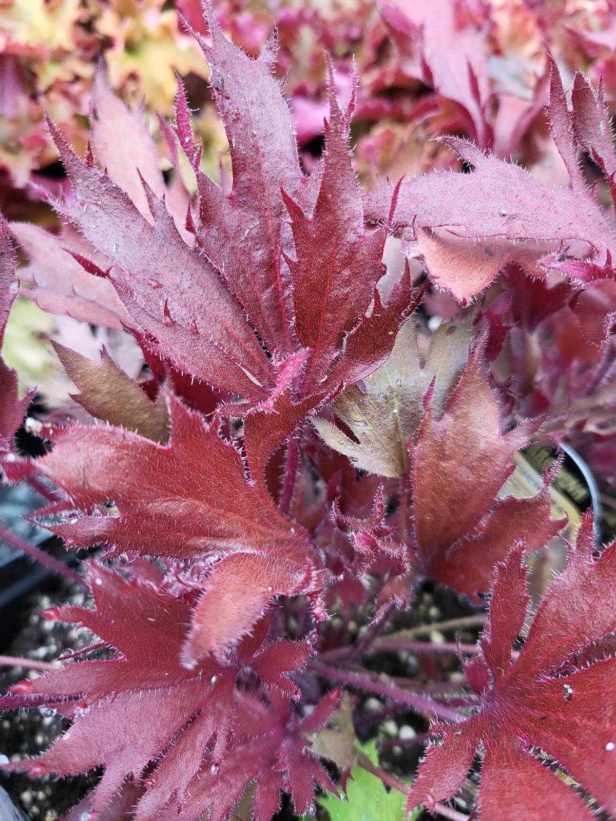 Heuchera FYRE WING™ ‘Hematite’