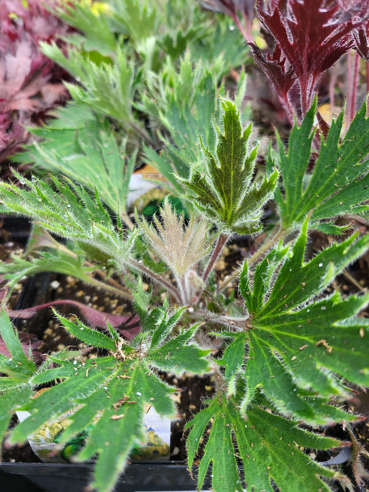 Heuchera FYRE WING™ ‘Jadeite’