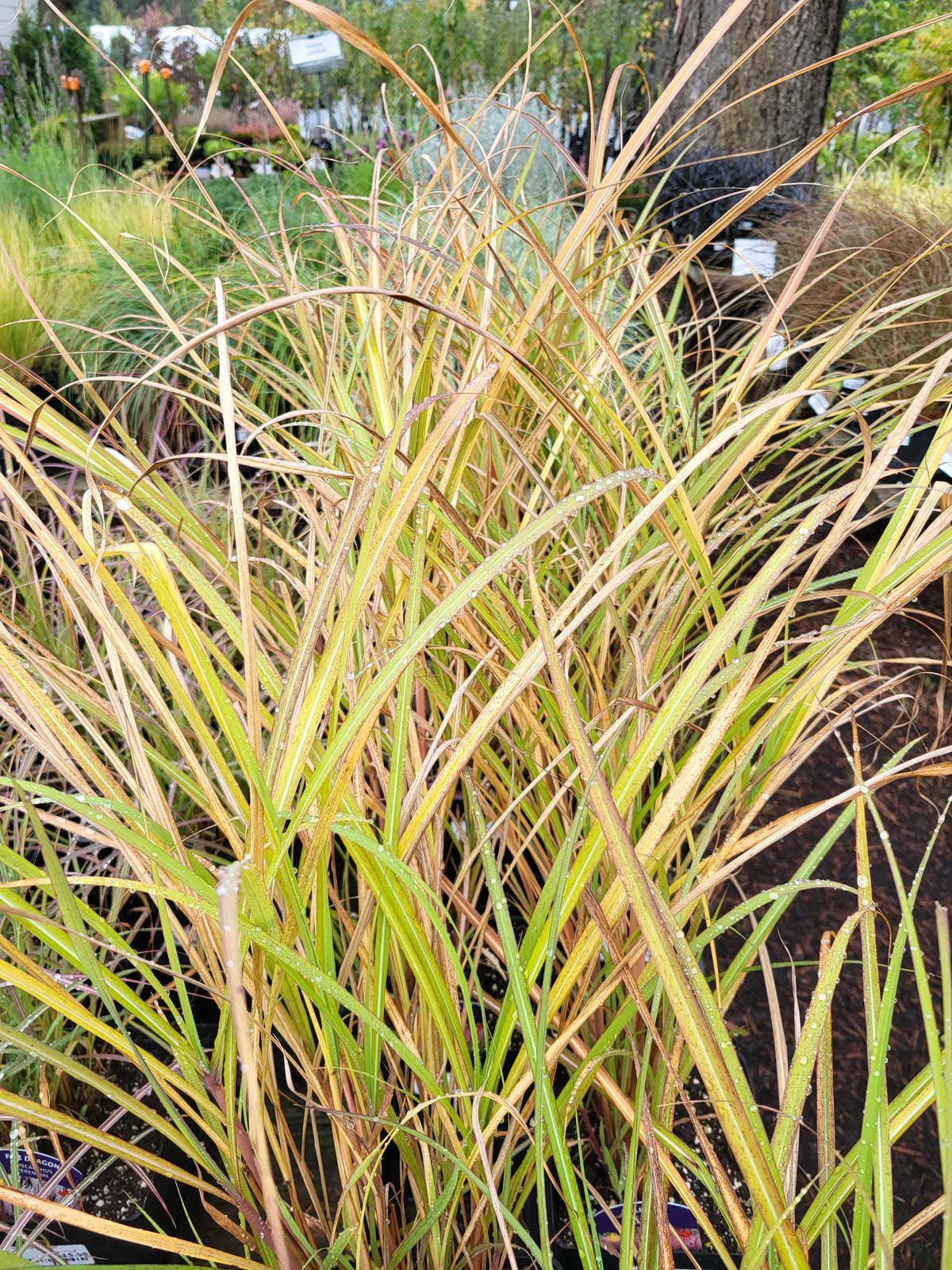 Miscanthus 'Polonus'