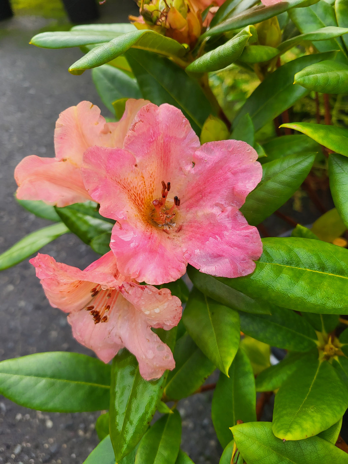 Rhododendron 'Amadeus'