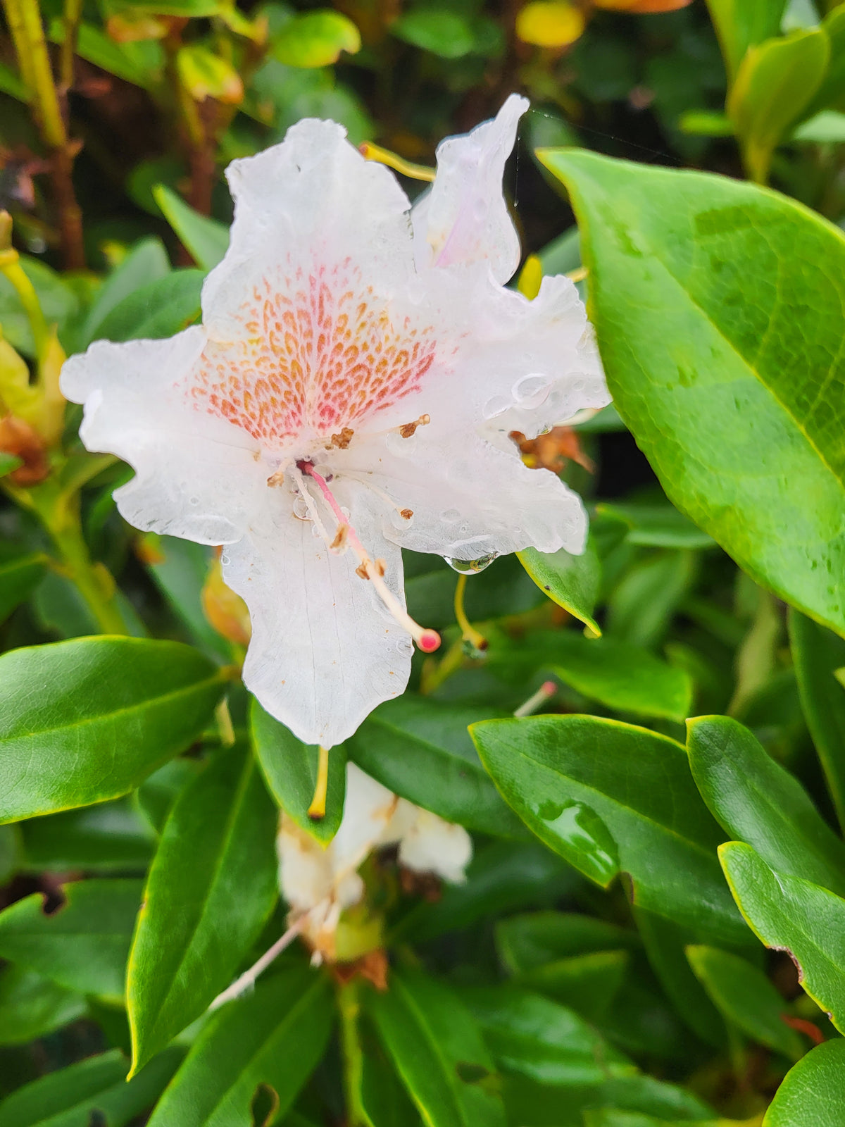 Rhododendron 'Cunningham's Blush'