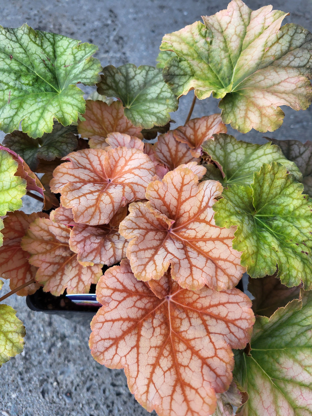 Heuchera 'Changling'