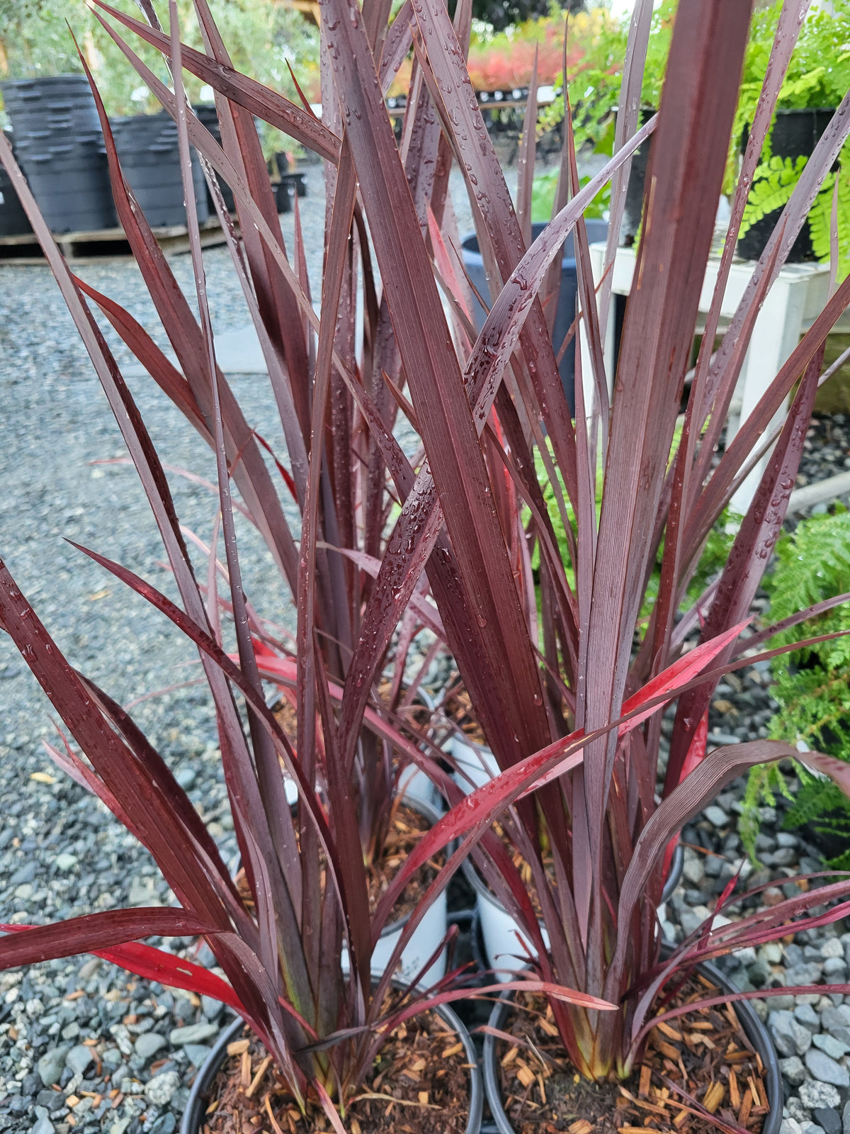 Phormium tenax 'Black'