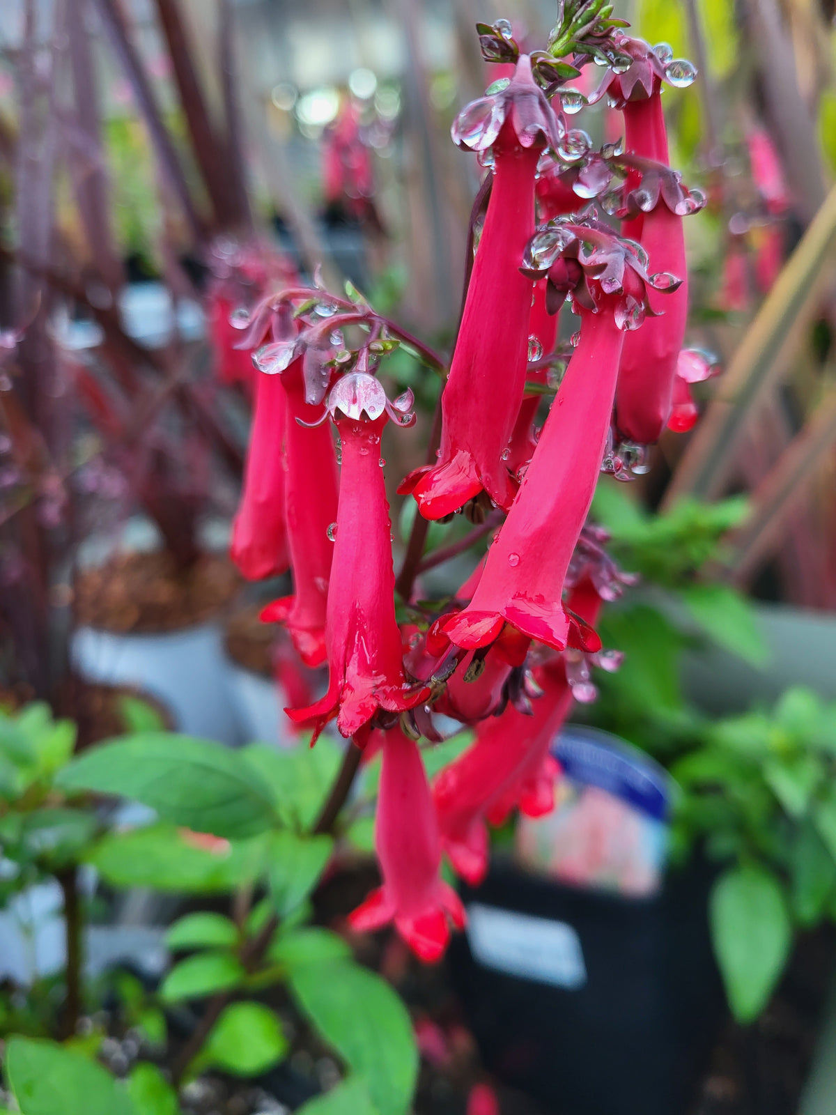 Phygelius 'Colorburst Red'