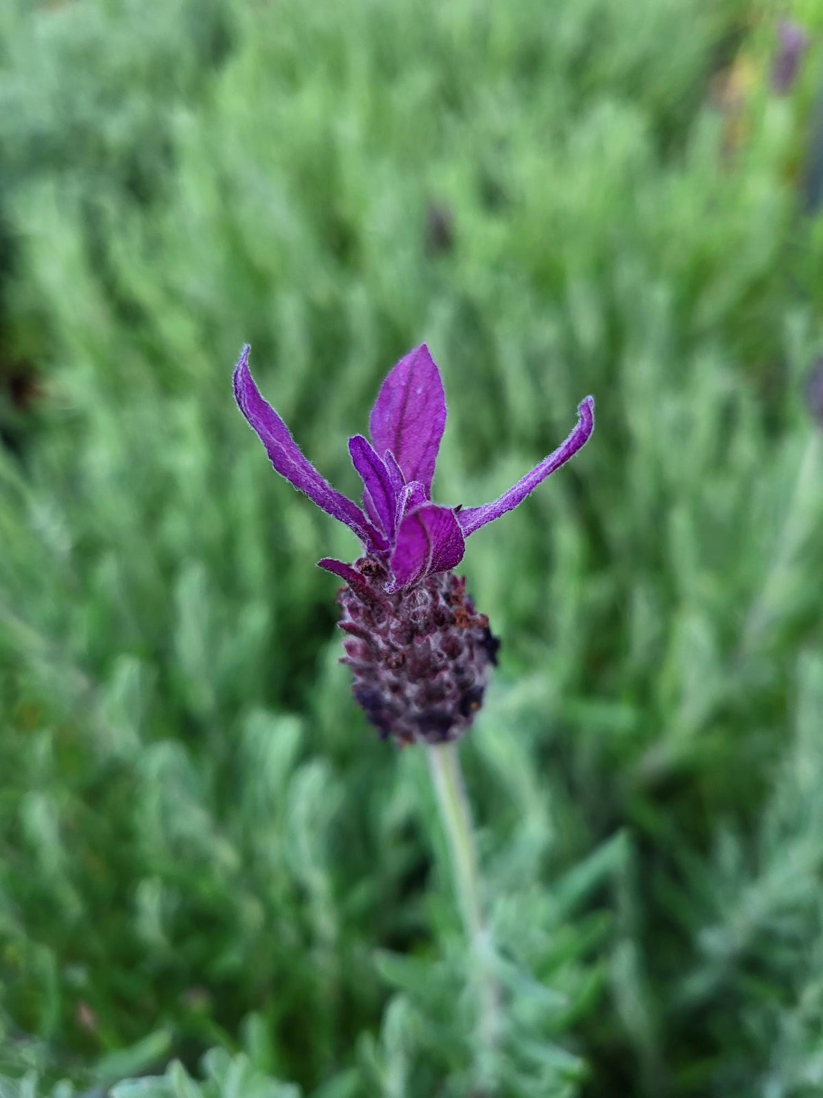 Lavandula stoechas 'Purple Rain'