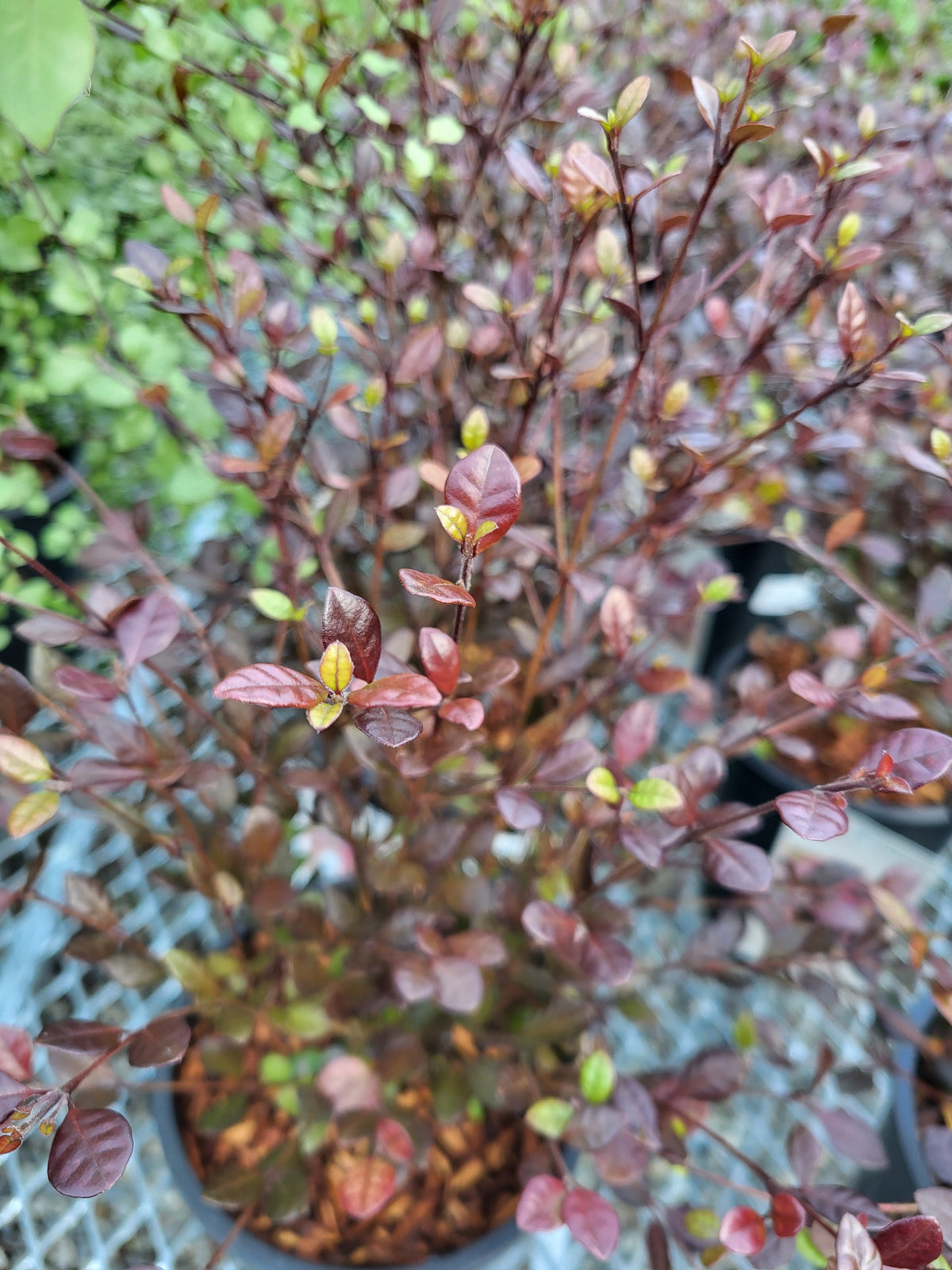 Lophomyrtus 'Kathryn'