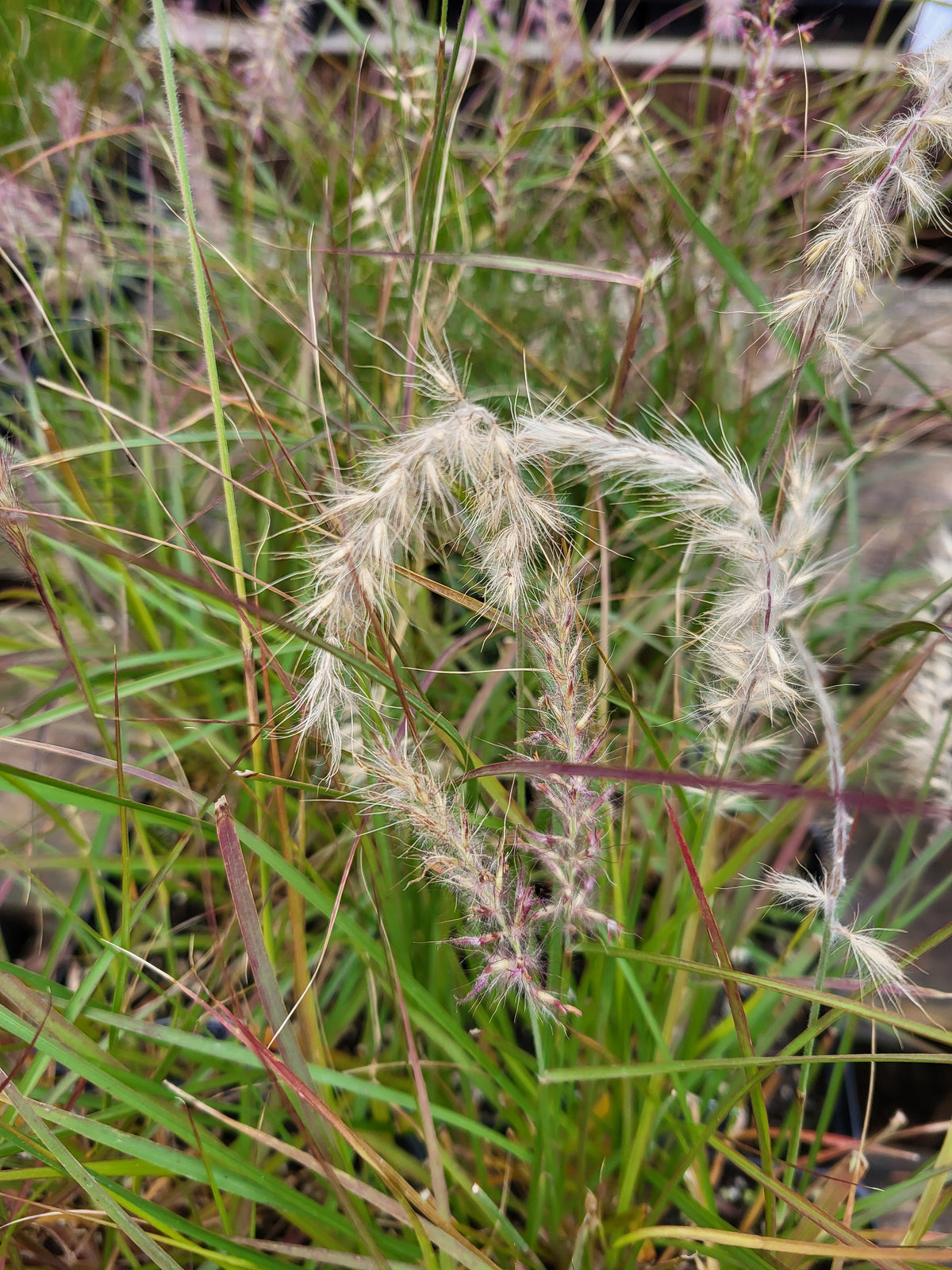 Pennisetum orientale 'Dance with Me'