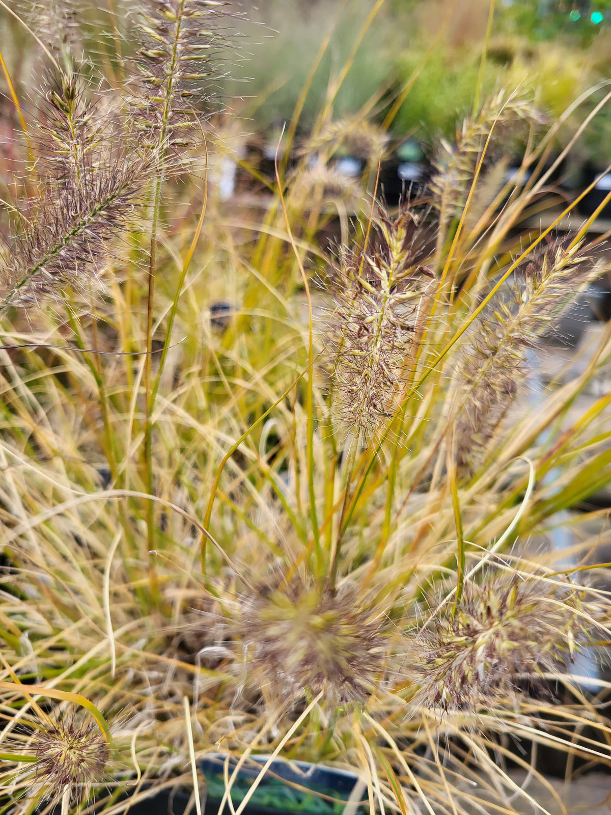 Pennisetum alopecuroides '24K Gold'