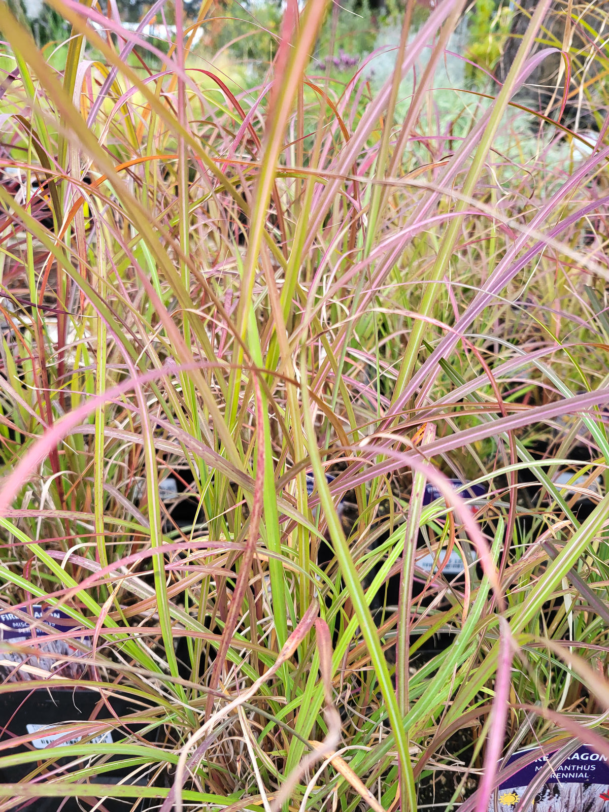 Miscanthus 'Fire Dragon'