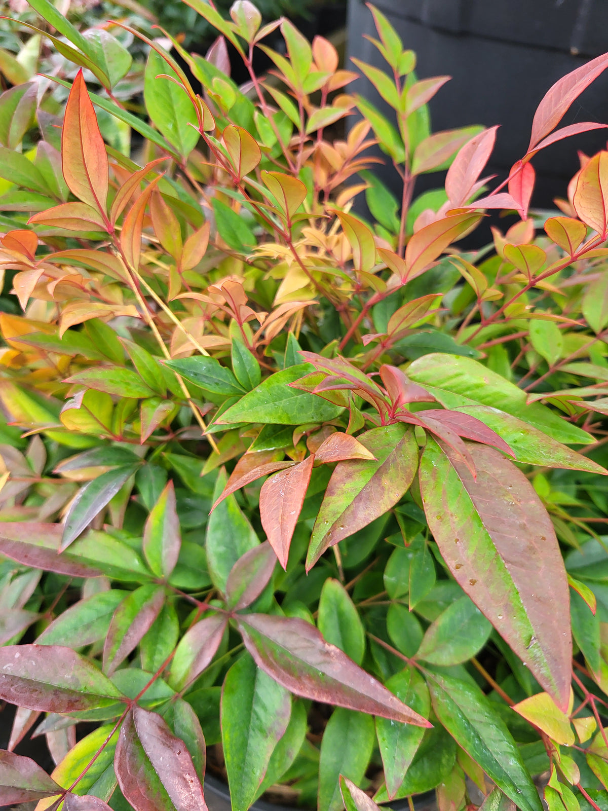 Nandina 'Sunset Boulevard'