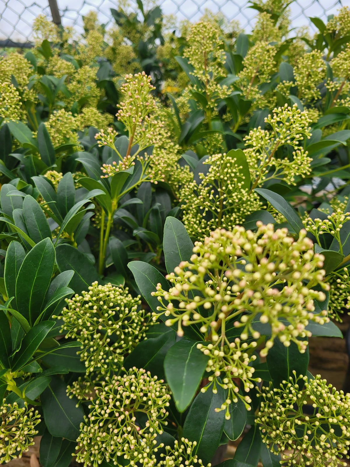 Skimmia japonica 'Limelight'