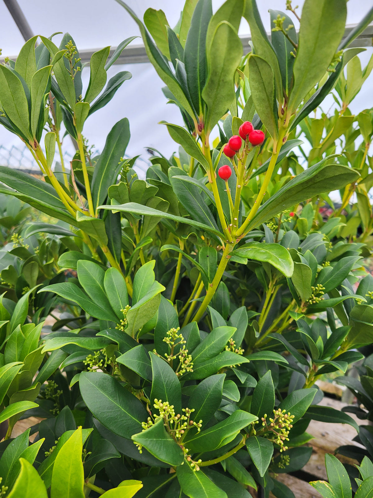 Skimmia japonica -Female