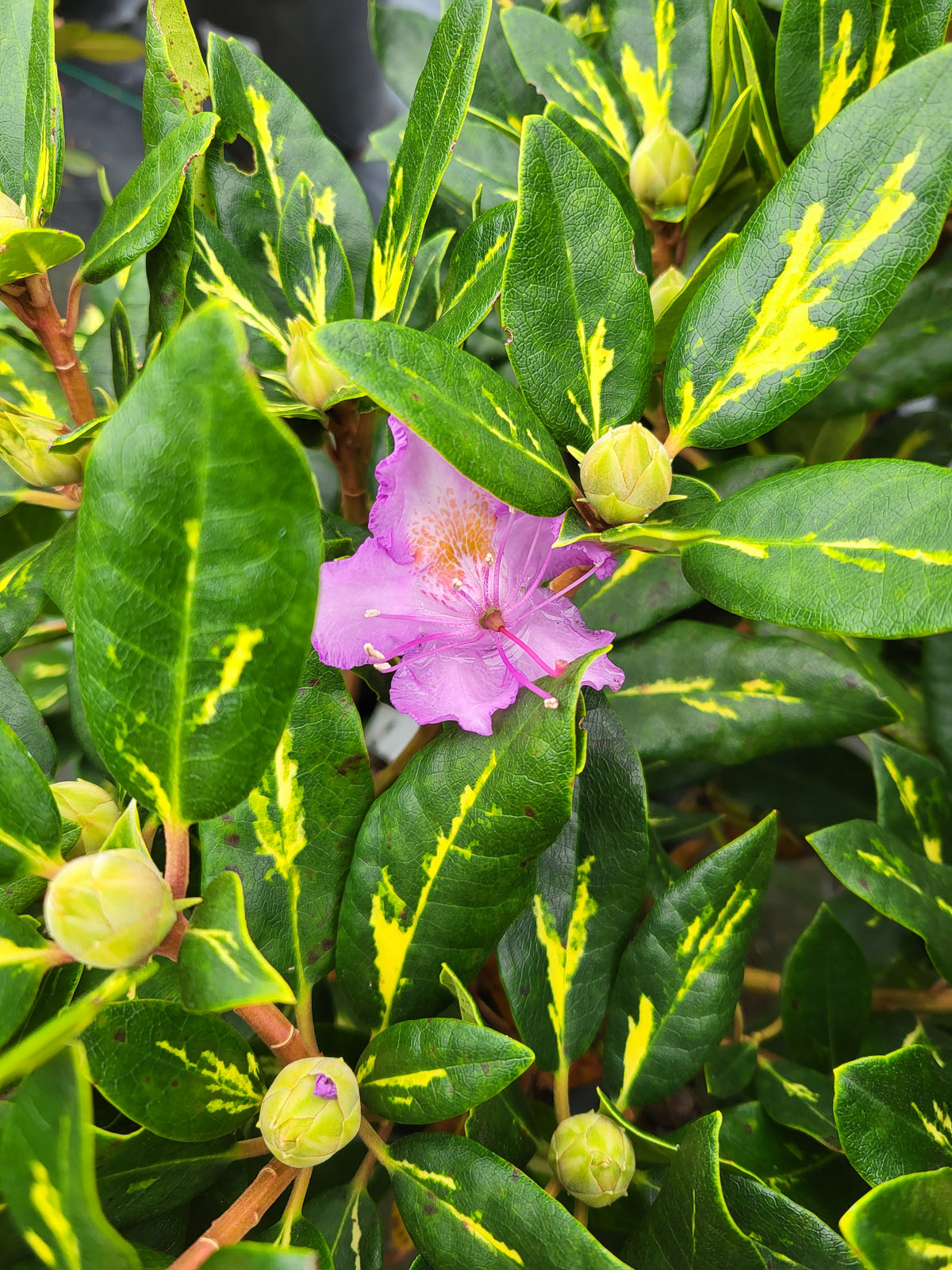 Rhododendron 'Goldflimmer'