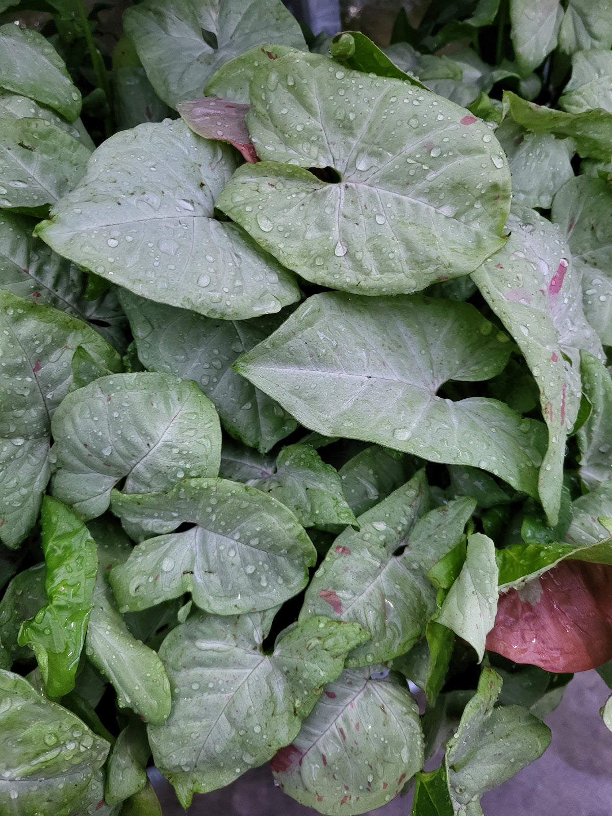 Syngonium 'Milk Confetti'