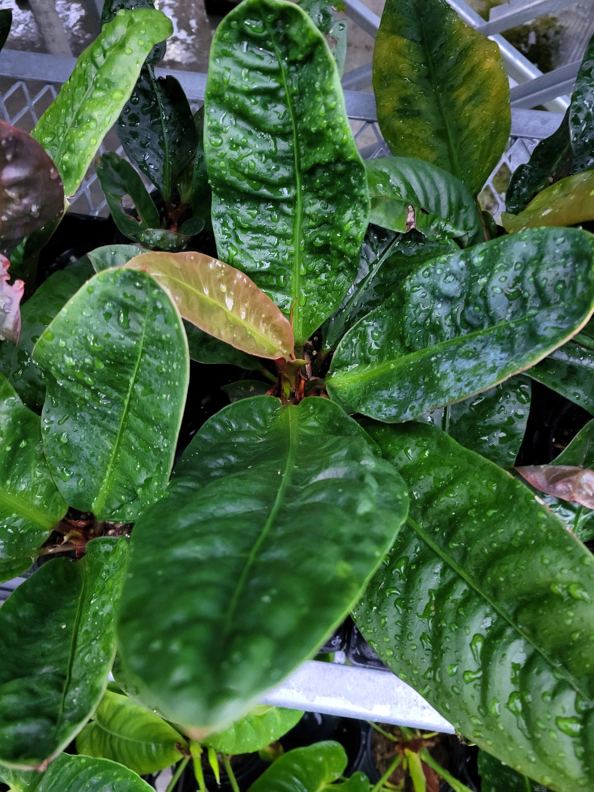 Anthurium superbum