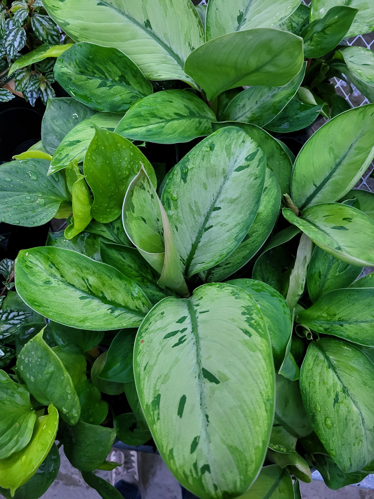 Homalomena 'Selby'