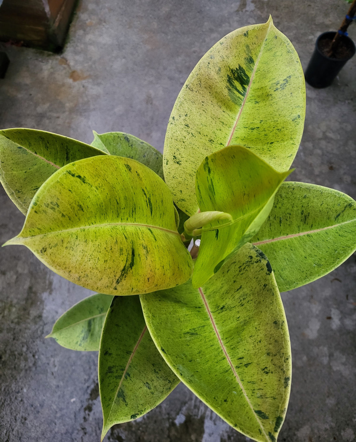 Ficus shivereana 'Moonshine'