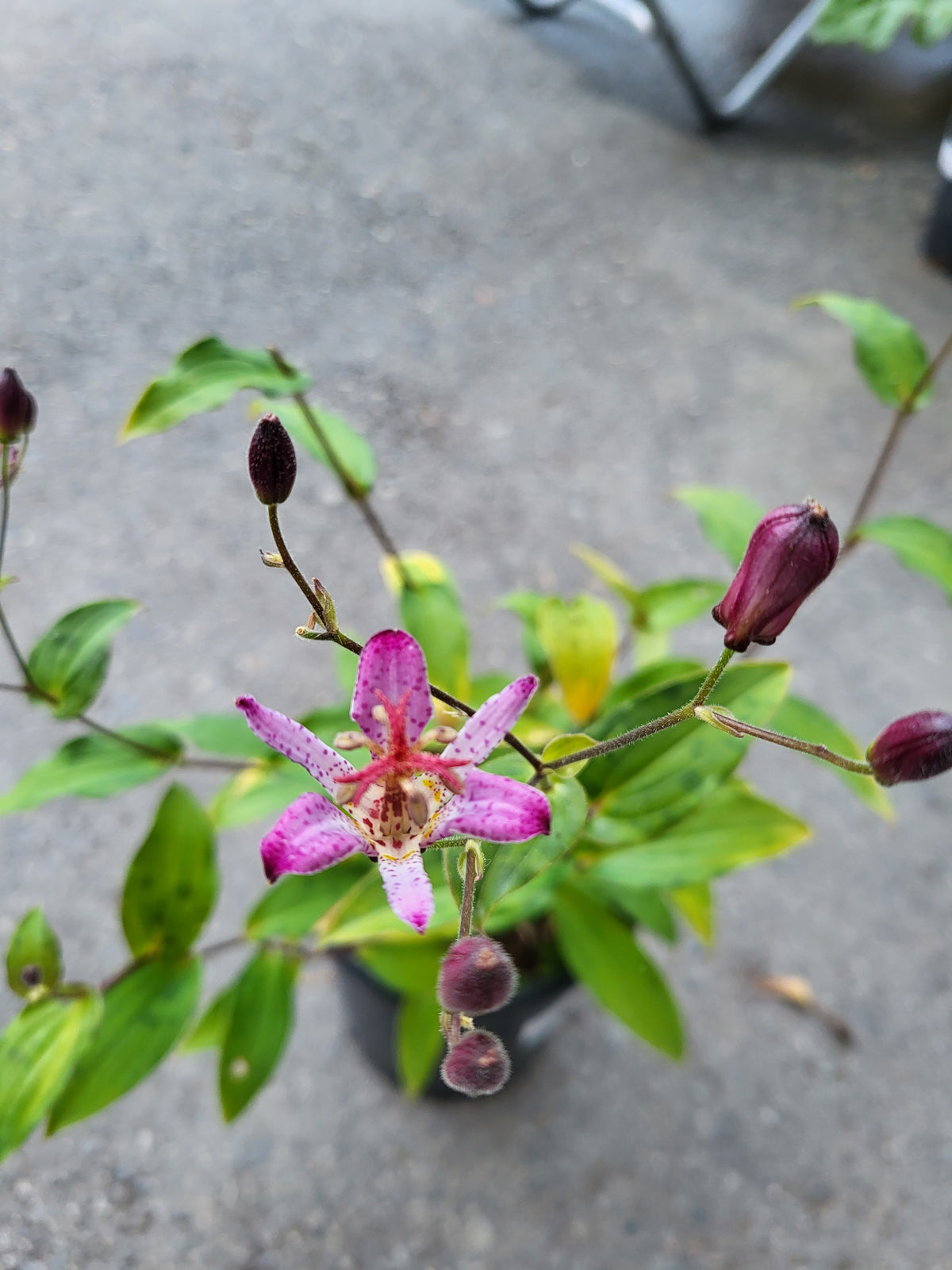 Tricyrtis 'Seiryu'