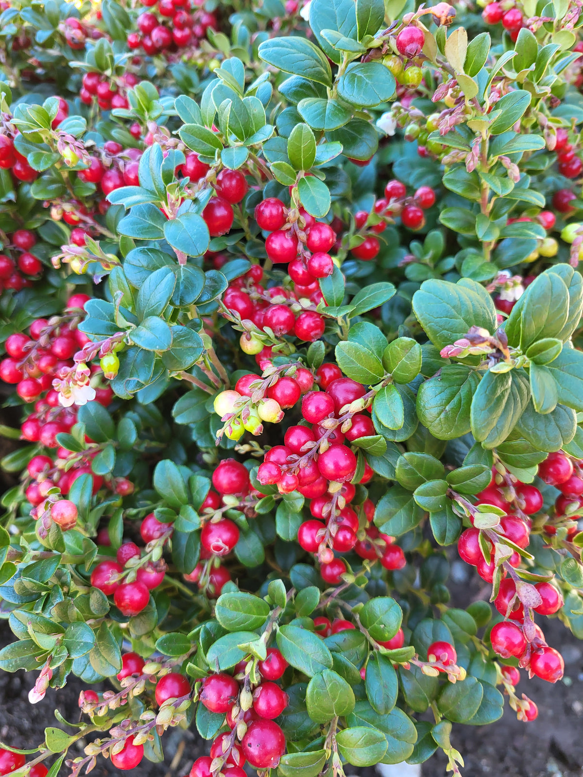 Vaccinium vitis-idaea 'Red Candy'