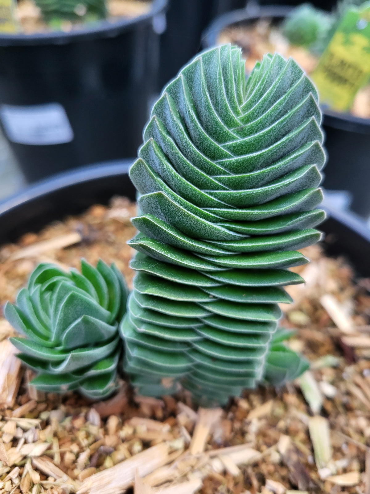 Crassula ovata 'Buddha's Temple'