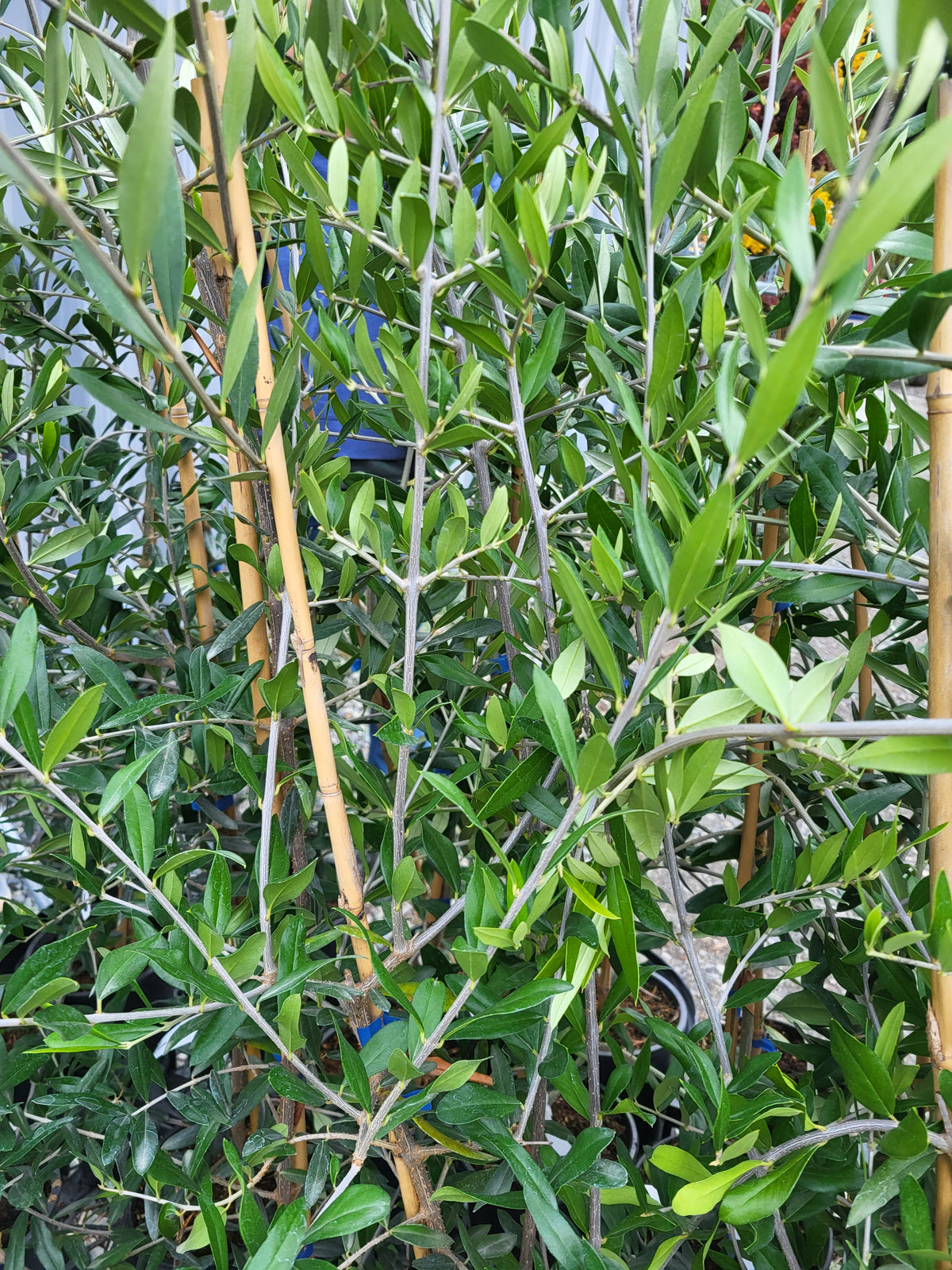 Olea europaea 'Chemlali'