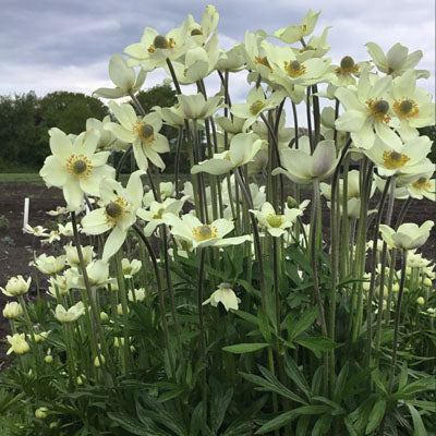 Anemone 'Spring Beauty White'