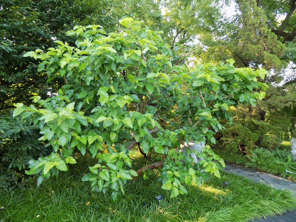 Mulberry-Morus alba 'Unryu'