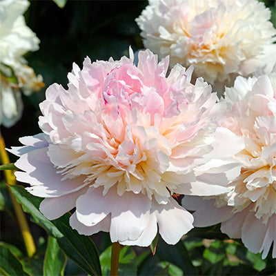 Paeonia lactiflora 'Alertie'
