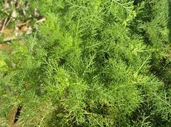 Artemesia 'Tiny Green'