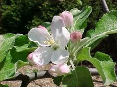 Apple - Malus 'Jonafree'