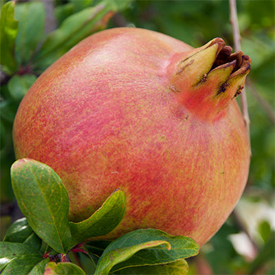 Pomegranate-Punica granatum 'Parfyanka'