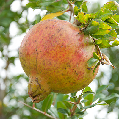 Pomegranate-Punica granatum 'Azadi'