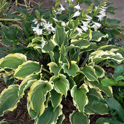 Hosta 'Tropical Dancer'