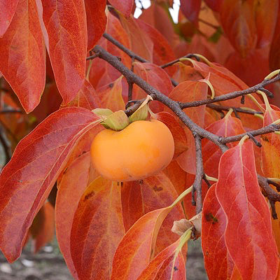 Persimmon-Diospyros kaki 'Robin'