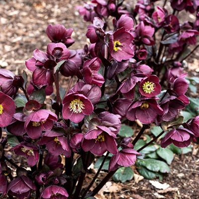 Helleborus 'Barolo'