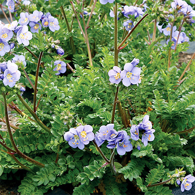 Polemonium 'Hurricane Ridge'