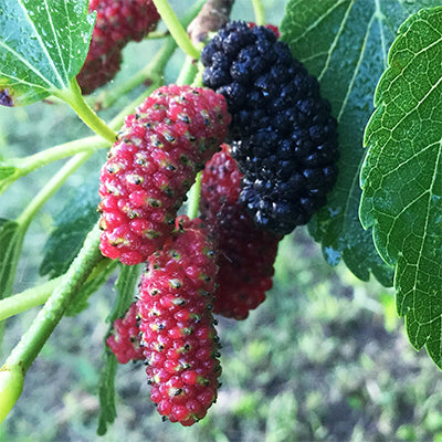Mulberry-Morus rubra 'Early Bird'