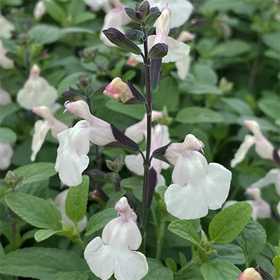 Salvia 'Cool Cream'