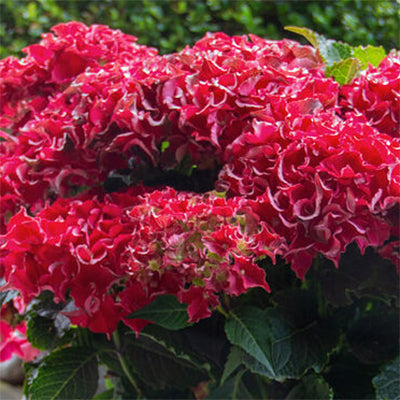 Hydrangea macrophylla 'Frill Ride'