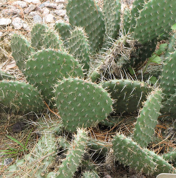 Opuntia