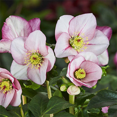 Helleborus 'Liara'