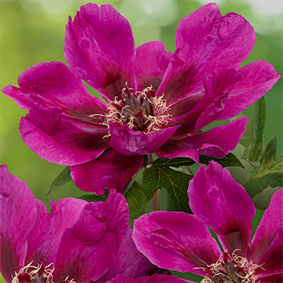 Paeonia itoh 'Purple Sensation'